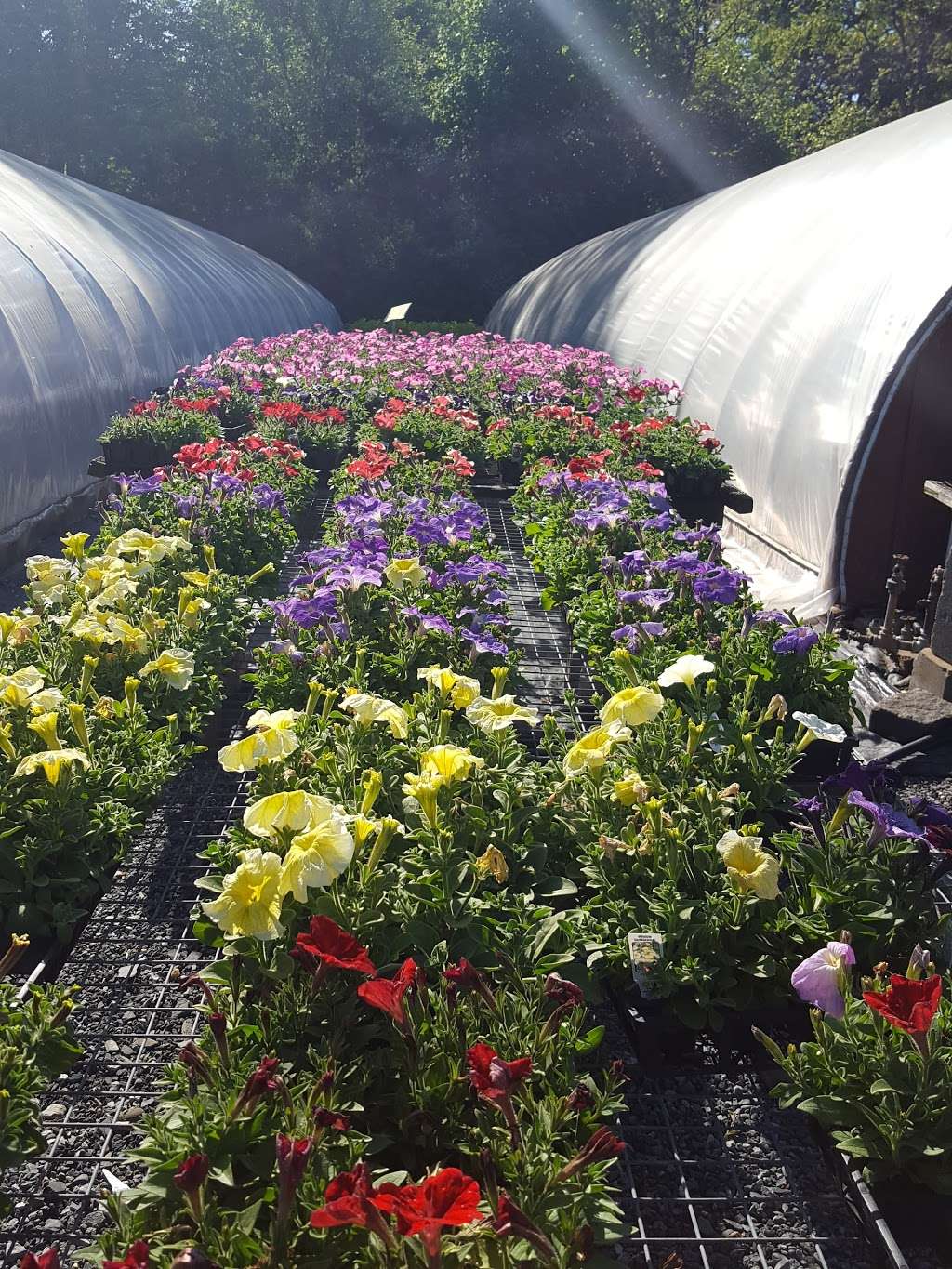 Leptondale Nursery & Greenhouse | 5 Nobles Way, Newburgh, NY 12550, USA | Phone: (845) 564-0466