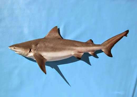 Shark ON | 1200 Fox Meadow Dr, Alvin, TX 77511