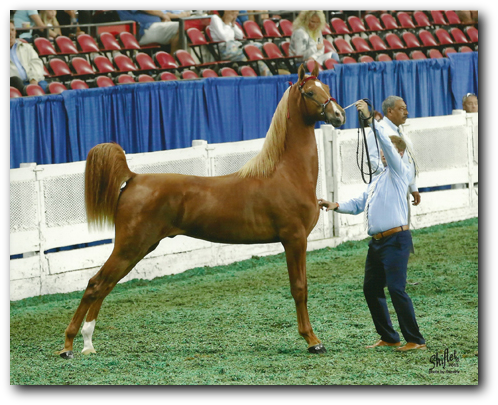 Harrison Shiflet Stables | 224 Sunbeam Farm Rd, Cherryville, NC 28021, USA | Phone: (828) 289-4071