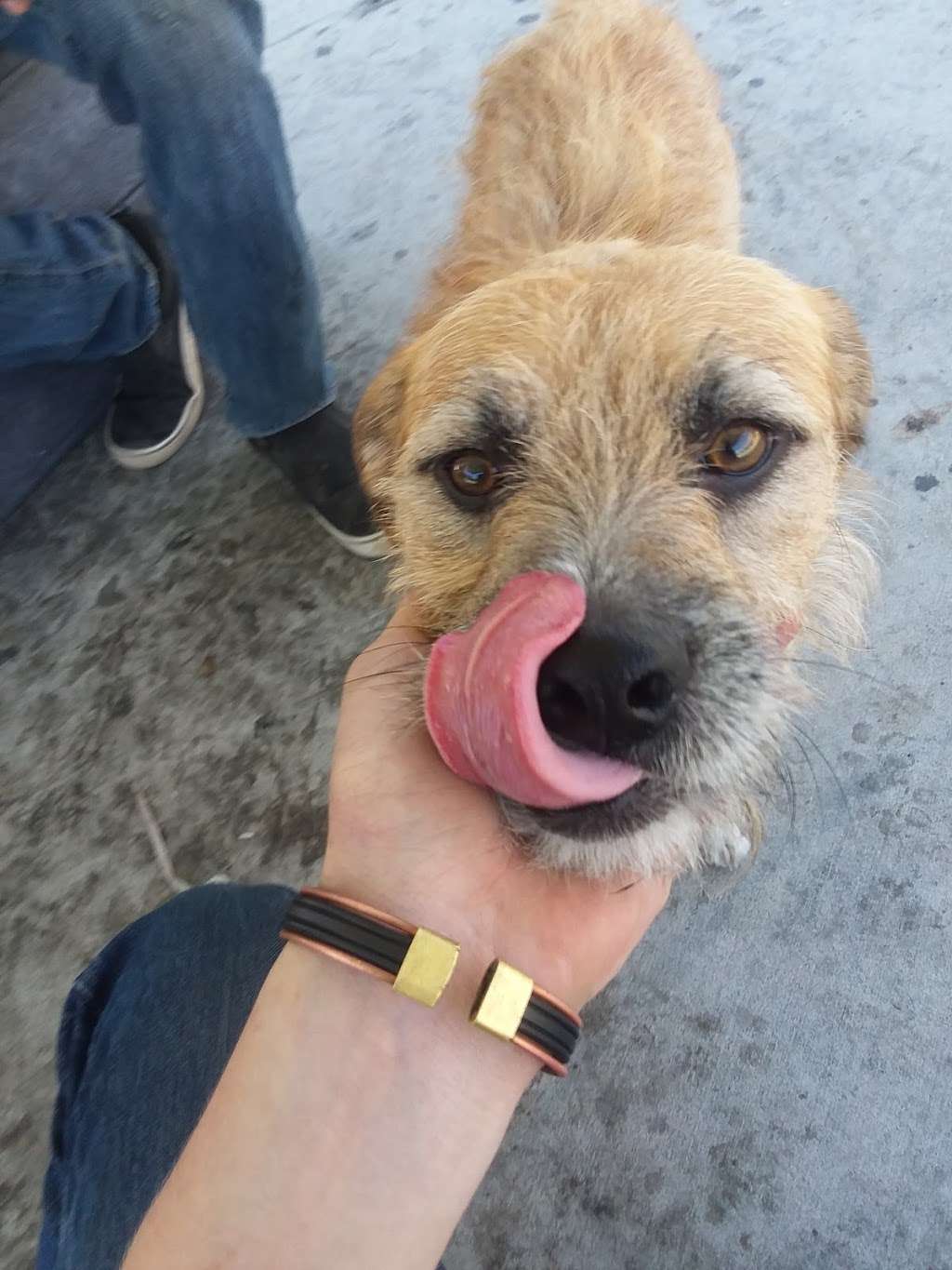 Lake Gregory Dog Park | 033720207, Crestline, CA 92325, USA