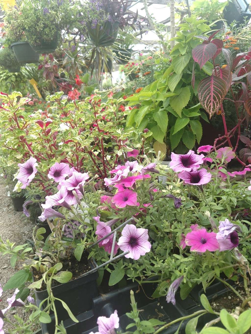 Flower & Herb Barn Nursery | 5171 Bean Blossom Rd, Nineveh, IN 46164, USA | Phone: (812) 988-7232