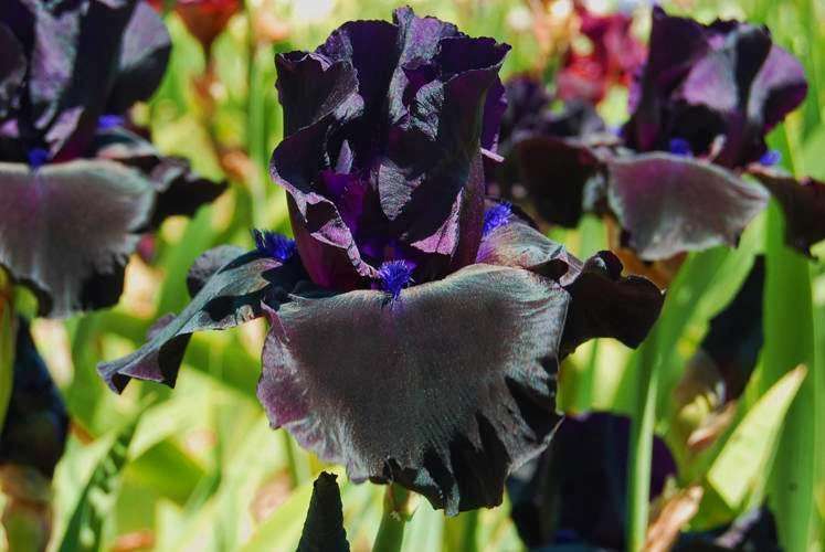 Pleasants Valley Iris Farm | 7317 Pleasants Valley Rd, Vacaville, CA 95688, USA | Phone: (707) 451-3367