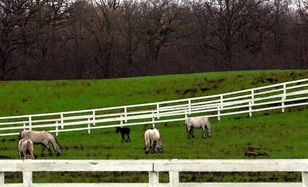 The Tempel Lipizzans | 17000 W Wadsworth Rd, Old Mill Creek, IL 60083, USA | Phone: (847) 244-5330