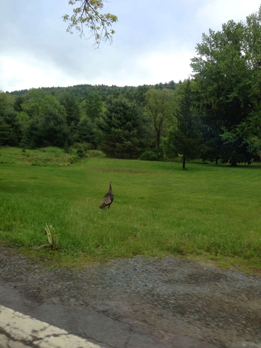 State Game Lands Number 116 | Shohola, PA 18458, USA