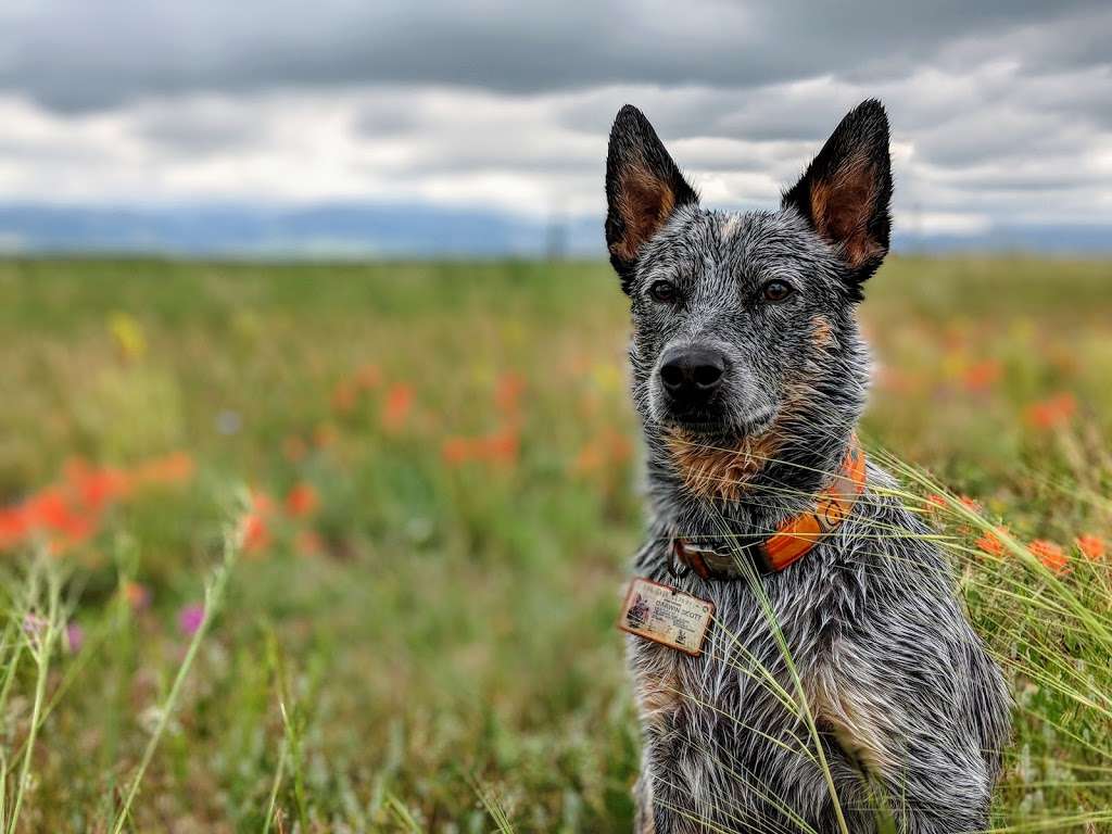 Westminster Hills Off-Leash Dog Park | 10499 Simms St, Westminster, CO 80005, USA | Phone: (303) 658-2192