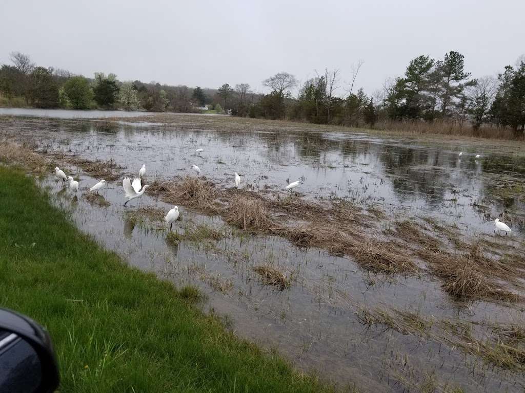 Great Marsh Preserve | Lewes, DE 19958, USA