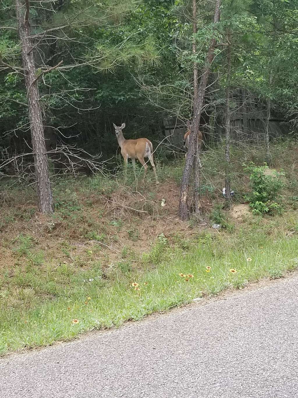 W G Jones State Forest | 1328 Farm to Market Rd 1488, Conroe, TX 77384, USA | Phone: (936) 273-2261