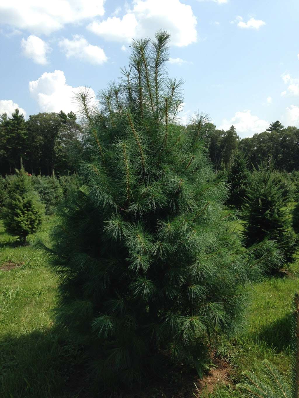 Mistletoe Acres Tree Farm | 296 Whitman St, East Bridgewater, MA 02333, USA | Phone: (617) 918-3941