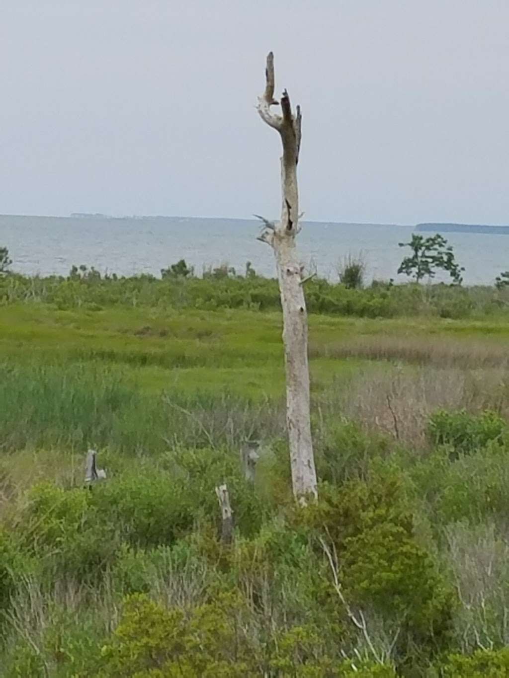 Dameron Marsh Natural Area Preserve | Kilmarnock, VA 22482, USA | Phone: (804) 786-7951