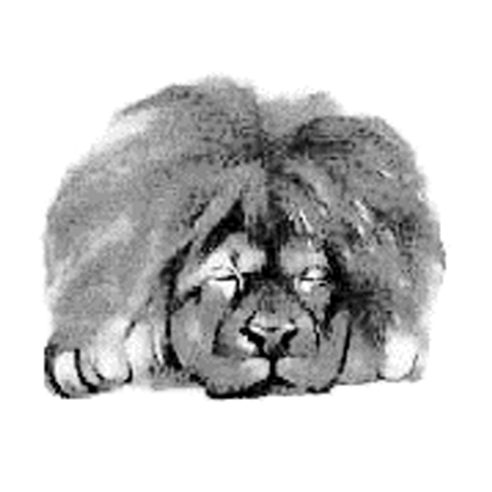 Sleepy Lion Corporation | 2219 N 63rd St, Lincoln, NE 68505, USA | Phone: (402) 608-2532