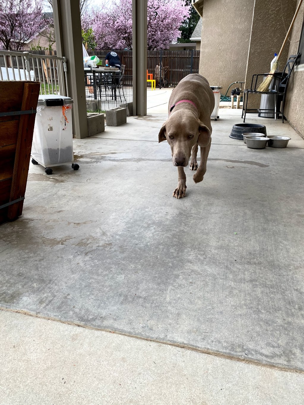 The Poop Fairies | 14943 Brookhill Rd, Madera, CA 93636, USA | Phone: (559) 468-7667