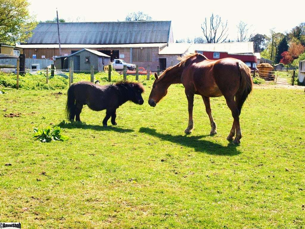 Stanmore Riding School | Warren La, Stanmore HA7 4LE, UK | Phone: 07852 142704