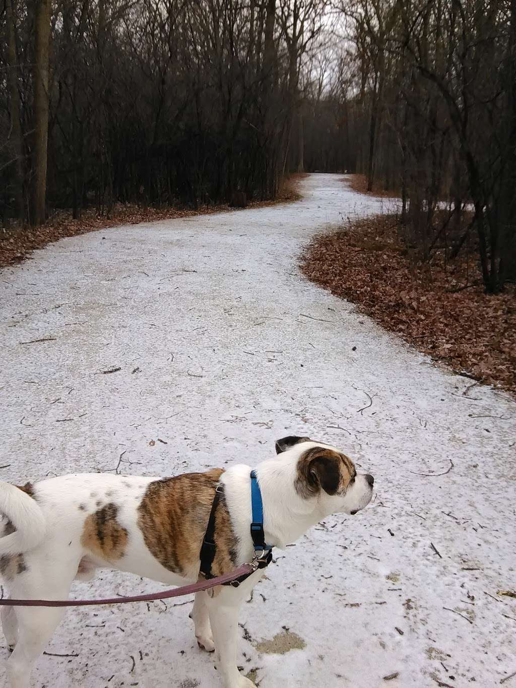 Cabin Nature Center | 111 S Wood Dale Rd, Wood Dale, IL 60191 | Phone: (630) 595-9333