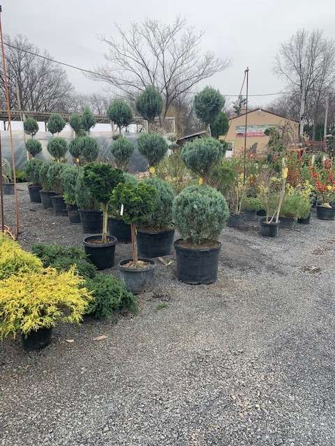 Spring House Nursery Inc | 1224 N Bethlehem Pike, Lower Gwynedd Township, PA 19002, USA | Phone: (215) 646-2495