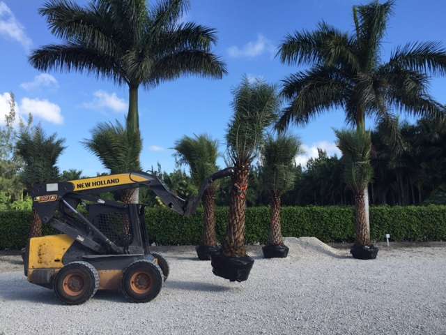 GRIFFIN ROAD NURSERY & LANDSCAPING, LLC. | 4501 SW 133rd Ave, Southwest Ranches, FL 33330 | Phone: (305) 725-0386