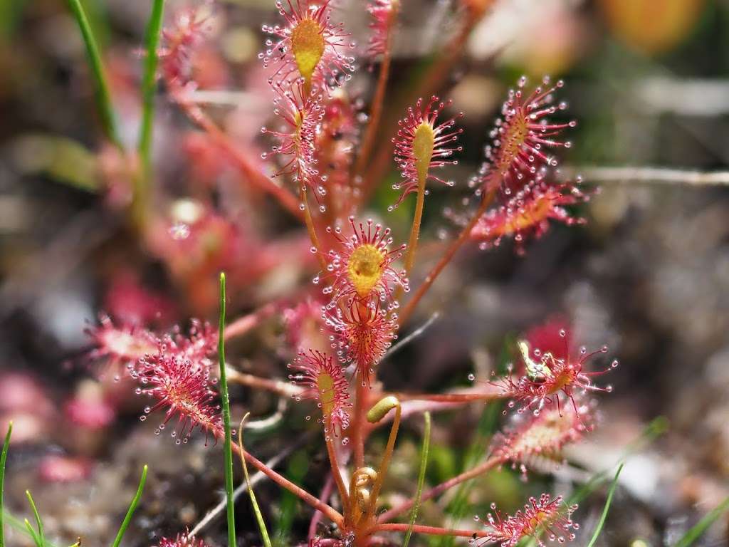 Ponemah Bog | Ponemah Bog Trail, Amherst, NH 03031, USA