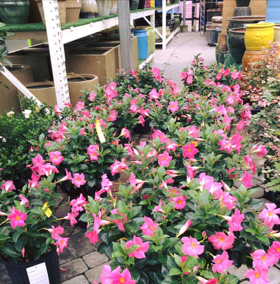 Tholens Landscape & Garden Center | 31 E Seedorf School Rd, Kankakee, IL 60901, USA | Phone: (815) 939-9670