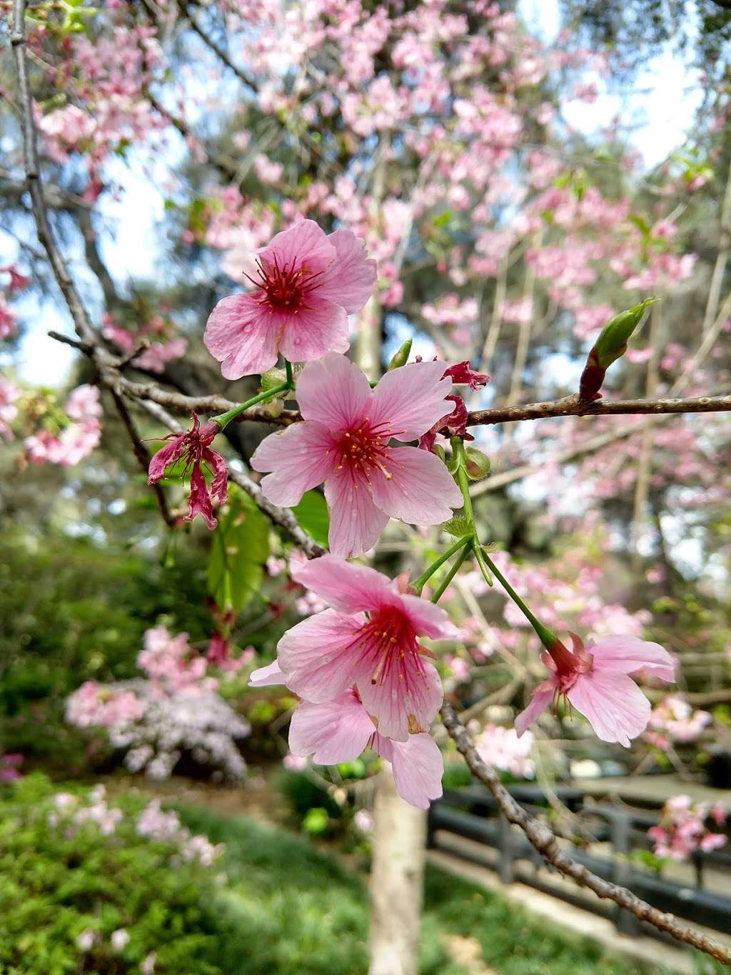 Descanso Gardens | 1418 Descanso Dr, La Cañada Flintridge, CA 91011, USA | Phone: (818) 949-4200