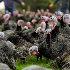 The Turkey Farm | Humphreys Farm Ln, Chelmsford CM3 1EF, UK | Phone: 07786 621944