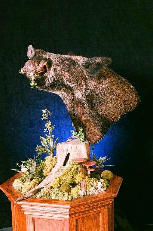 Creative Concepts Taxidermy | 7194 Montevideo Rd, Jessup, MD 20794, USA | Phone: (410) 799-1558