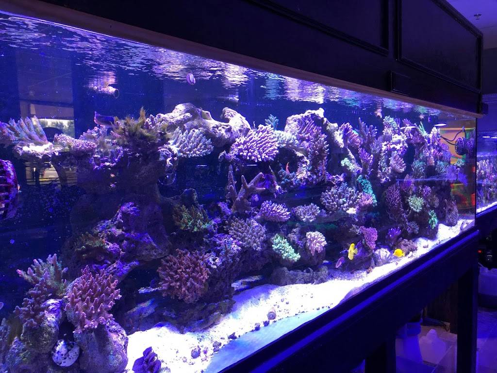 Corals Fish and Beyond | 2041 Rufe Snow Dr Ste 303, Keller, TX 76248, USA | Phone: (817) 479-6085