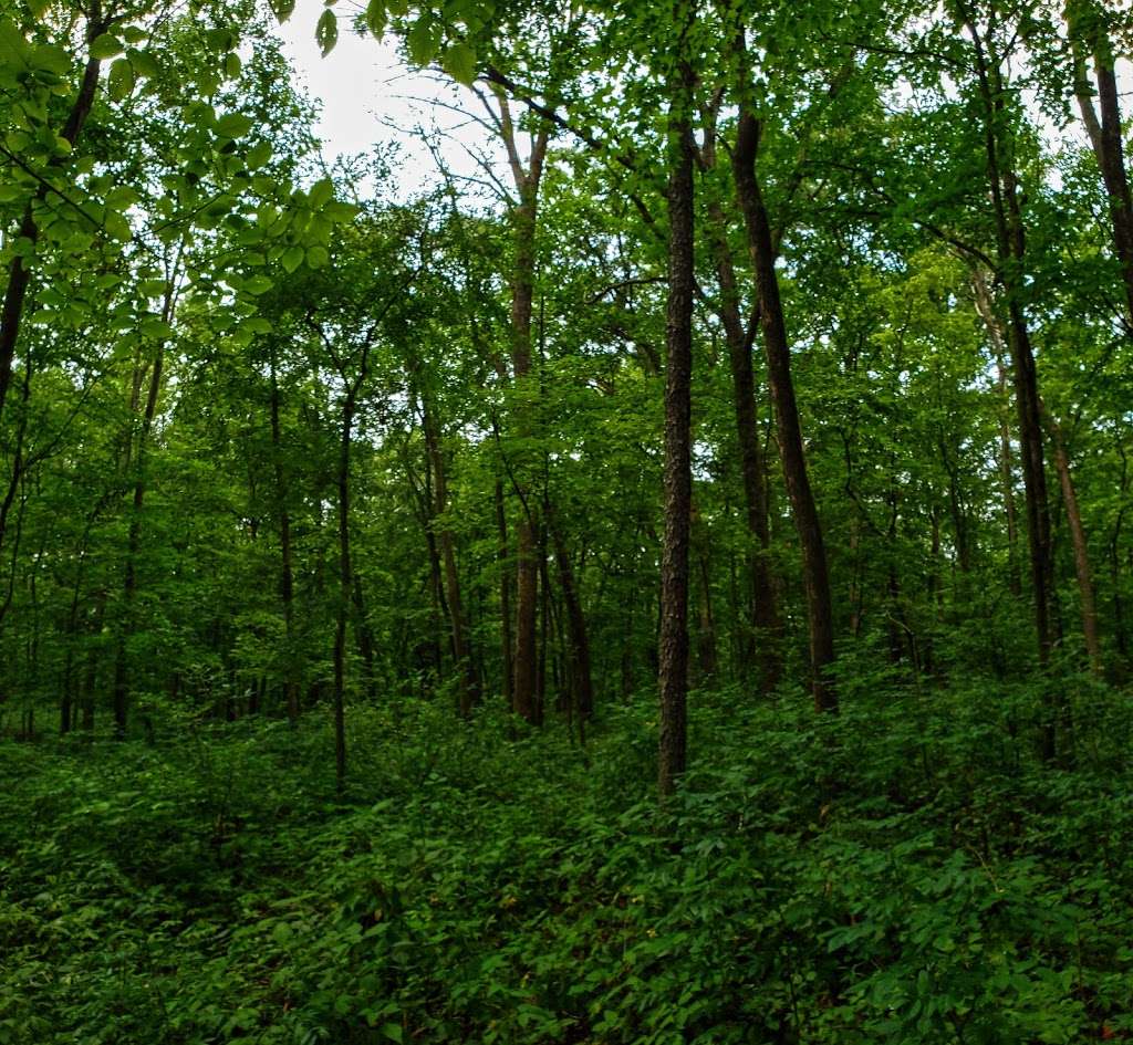 Texas Island Woods State Natural Area | Froelich Rd, Helenville, WI 53137 | Phone: (888) 936-7463