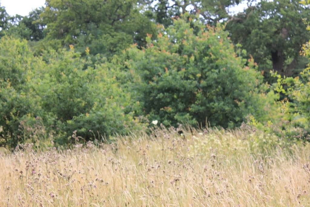 Totteridge Fields Nature Reserve | London NW7 4HR, UK
