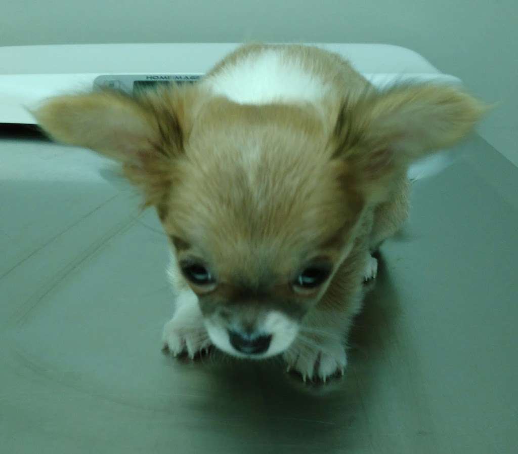 Animal Clinic of Hammonton | 900 12th St #1, Hammonton, NJ 08037, USA | Phone: (609) 878-3725