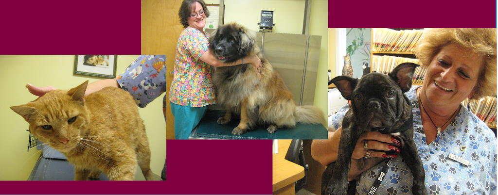 Brewers Bridge Veterinary Care | 692 Brewers Bridge Rd, Jackson, NJ 08527 | Phone: (732) 370-7986