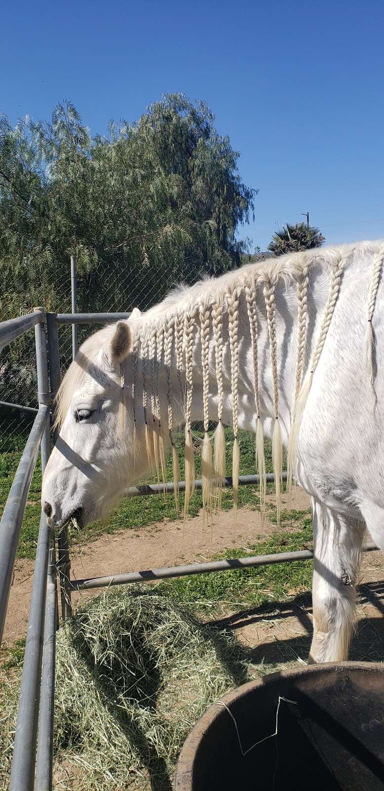 SweetWater Farms Petting Zoo and Pony Rides | 27825 California Ave, Winchester, CA 92596, USA | Phone: (909) 226-9829