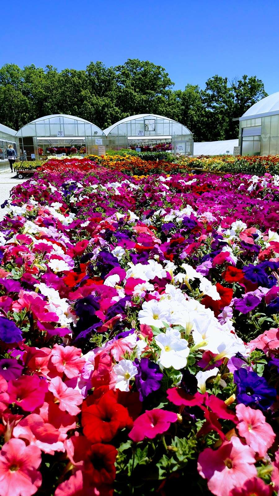 Burr Oaks Greenhouse & Gift | 1275 100th Ave, Kenosha, WI 53144 | Phone: (262) 859-2610