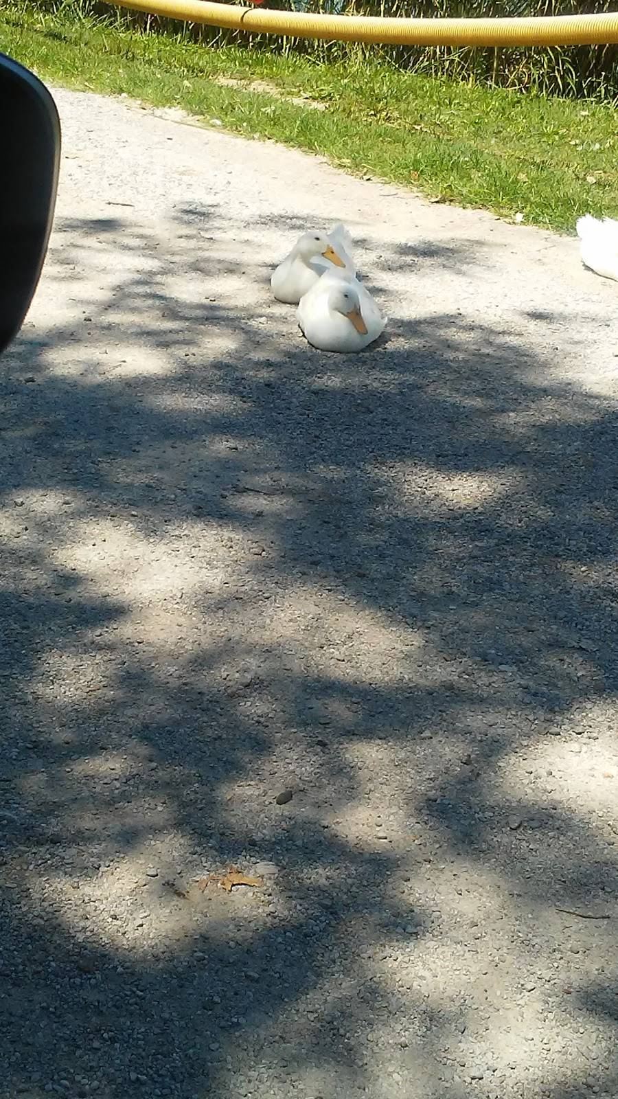 MGM Lakeside Campground Inc | 3133 W Chain of Rocks Rd, Granite City, IL 62040, USA | Phone: (618) 797-2820