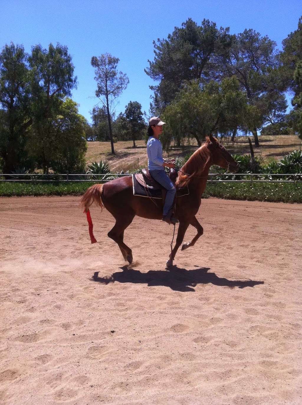 Callie Bell Performance Horses | 40 Narcissa Dr, Rancho Palos Verdes, CA 90275, USA | Phone: (310) 375-9322