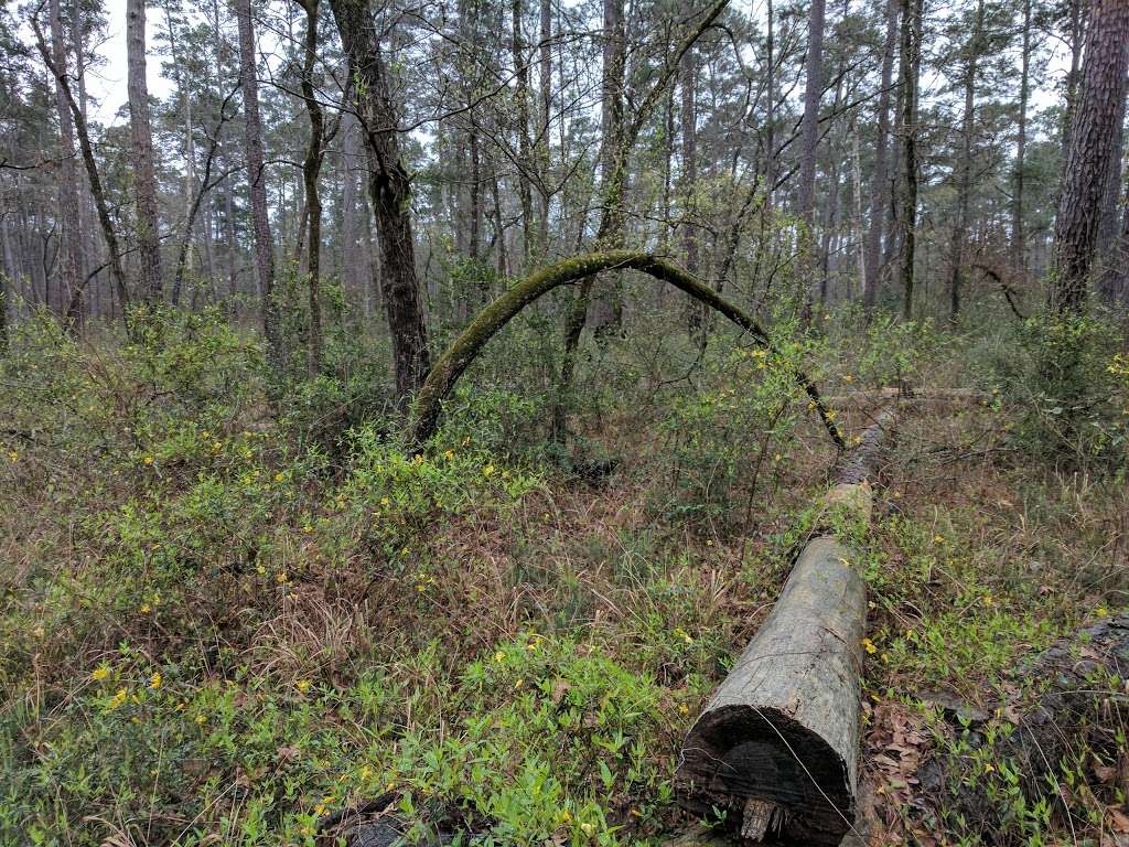 Lone Star Trail Trailhead 3 | 22733-22525, FM 149, Montgomery, TX 77356, USA | Phone: (936) 344-6205