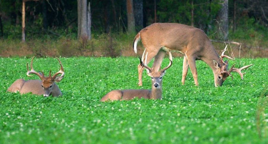 FAST Food Plots | State Route 247, Clifford, PA 18421, USA | Phone: (570) 351-2819