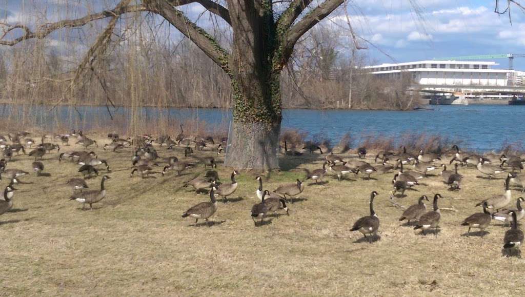 Lady Bird Johnson Park | Washington Blvd, Washington, DC 20037, USA | Phone: (703) 289-2553