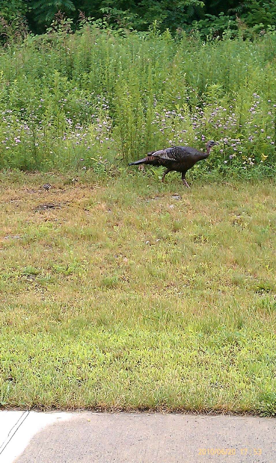 Mass Audubons Boston Nature Center and Wildlife Sanctuary | 500 Walk Hill St, Mattapan, MA 02126, USA | Phone: (617) 983-8500