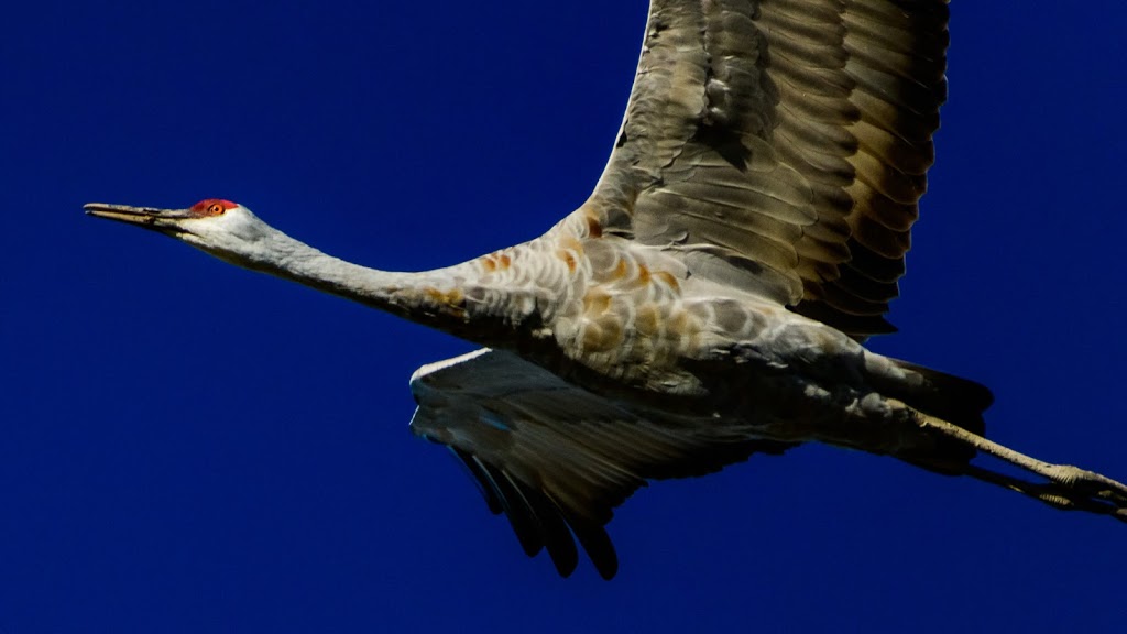 Sauvie Island Wildlife Area | Portland, OR 97231, USA | Phone: (503) 621-3488