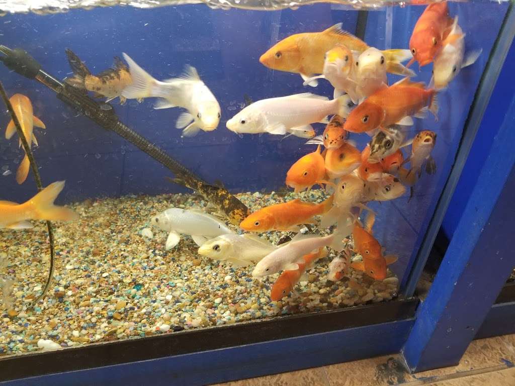 Fondren Fish & Pets | 11192 Fondren Rd, Houston, TX 77096, USA | Phone: (713) 778-0779