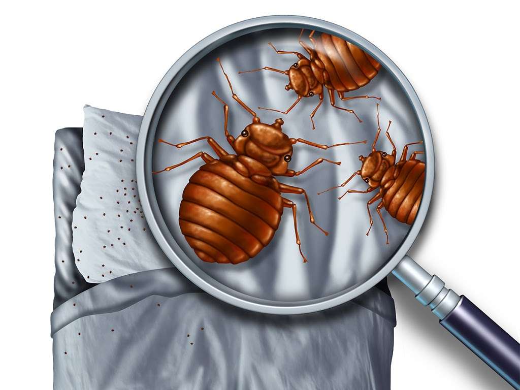 Brooklyns Bed Bug Exterminators | 1575 Flatbush Ave, Brooklyn, NY 11210, USA | Phone: (718) 928-9536
