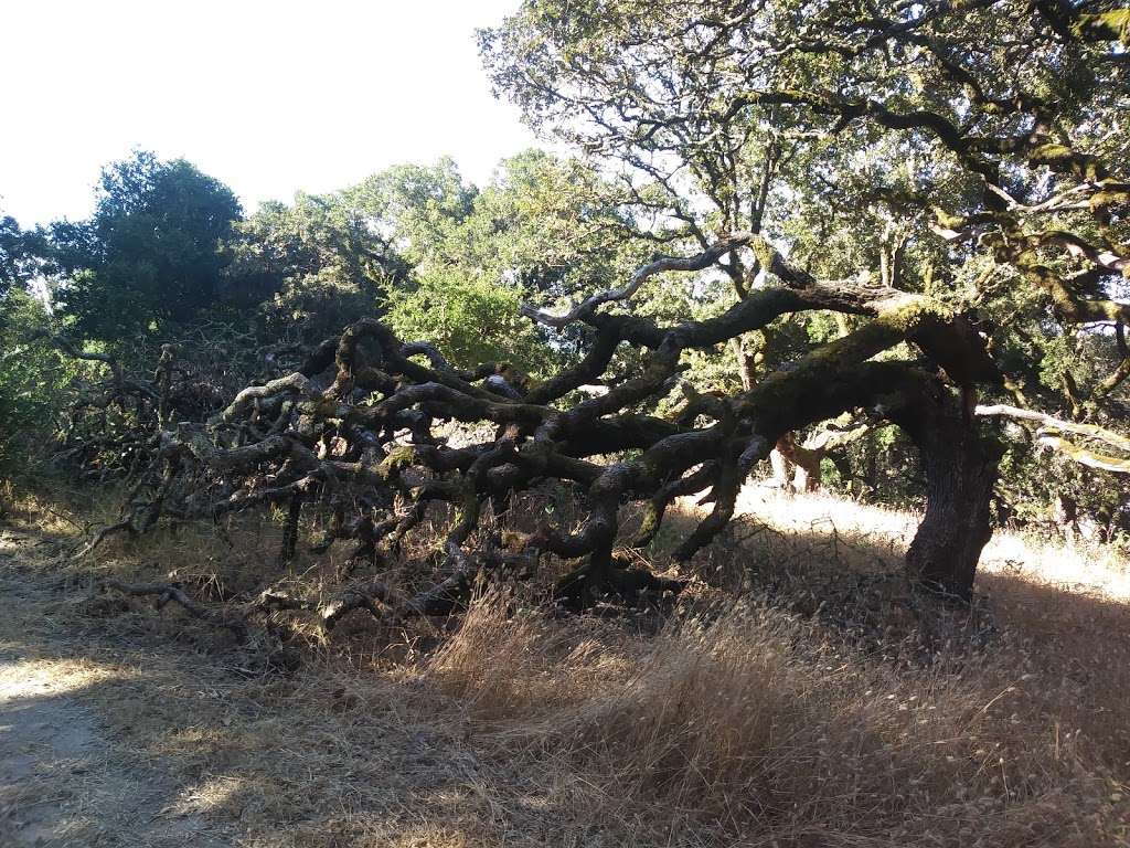 Taylor mountain regional park | 3870-3400 Petaluma Hill Rd, Santa Rosa, CA 95404, USA