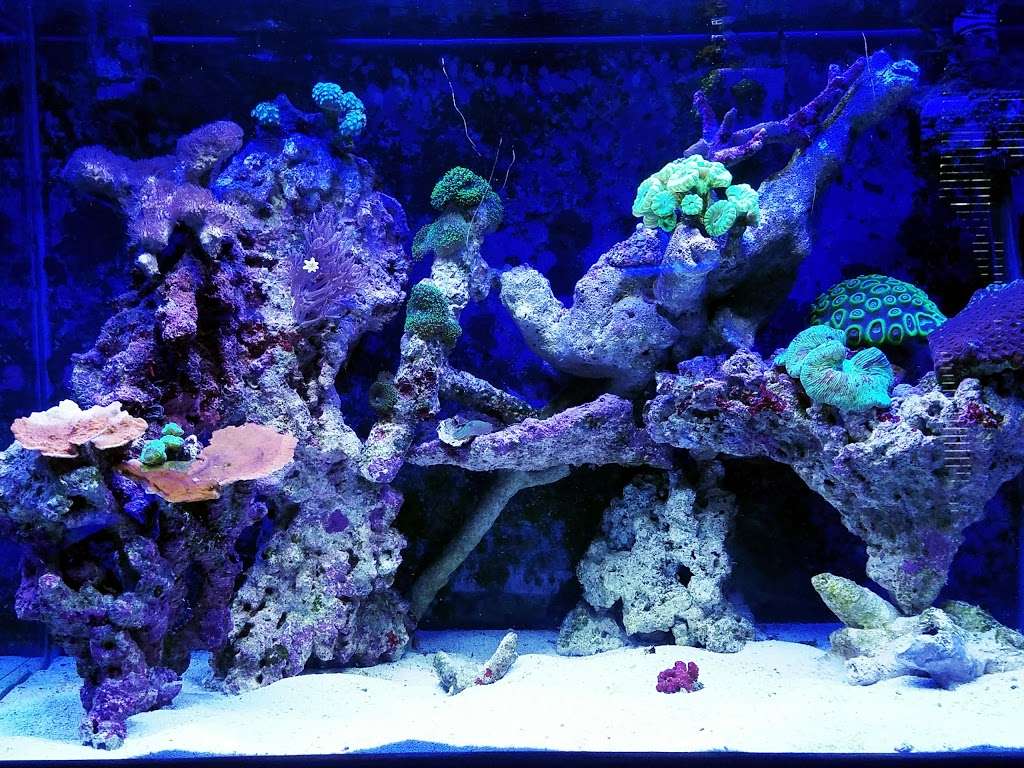 Exotic Reef Designs | 11115 Mills Rd # 110, Cypress, TX 77429, USA | Phone: (832) 594-0369