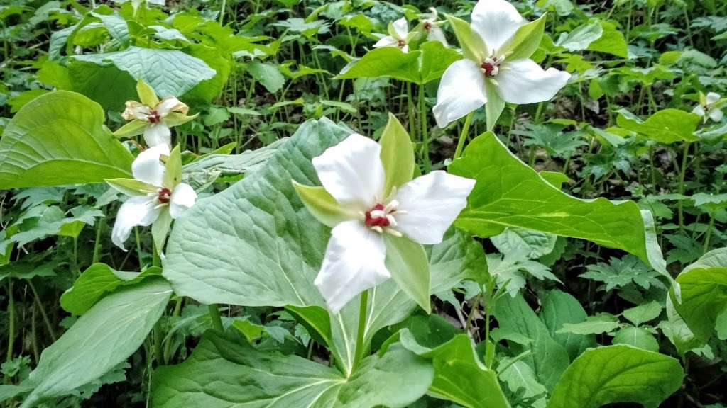 Shenks Ferry Wildflower Preserve | Green Hill Road South, Conestoga, PA 17516, USA