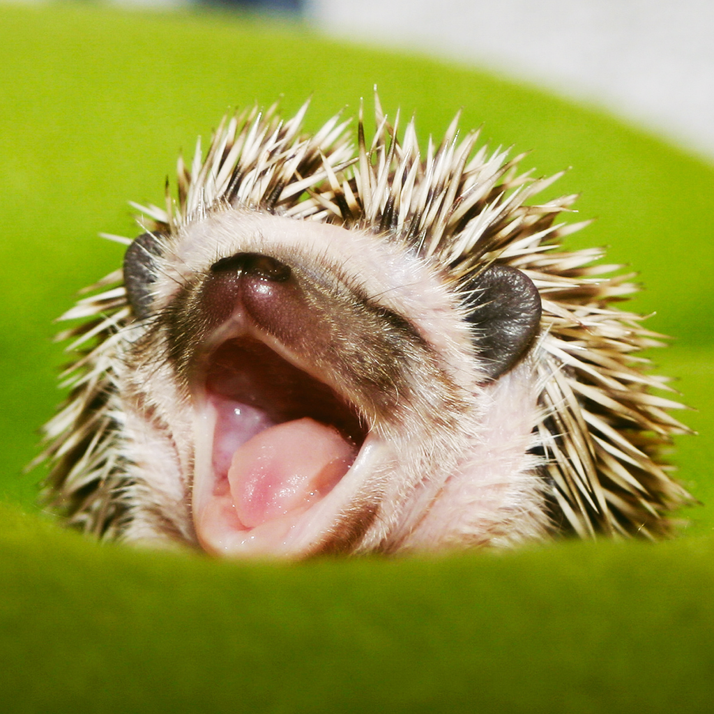 Hamor Hollow Hedgehogs | 8 Lisa Terrace, Pelham, NH 03076, USA | Phone: (617) 237-6022