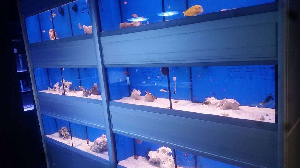 Ocean Marine Aquatics | Unit 14,, Culver Garden Centre,, Crews Hill, Enfield, Middlesex EN2 0DS, UK | Phone: 020 8363 5534