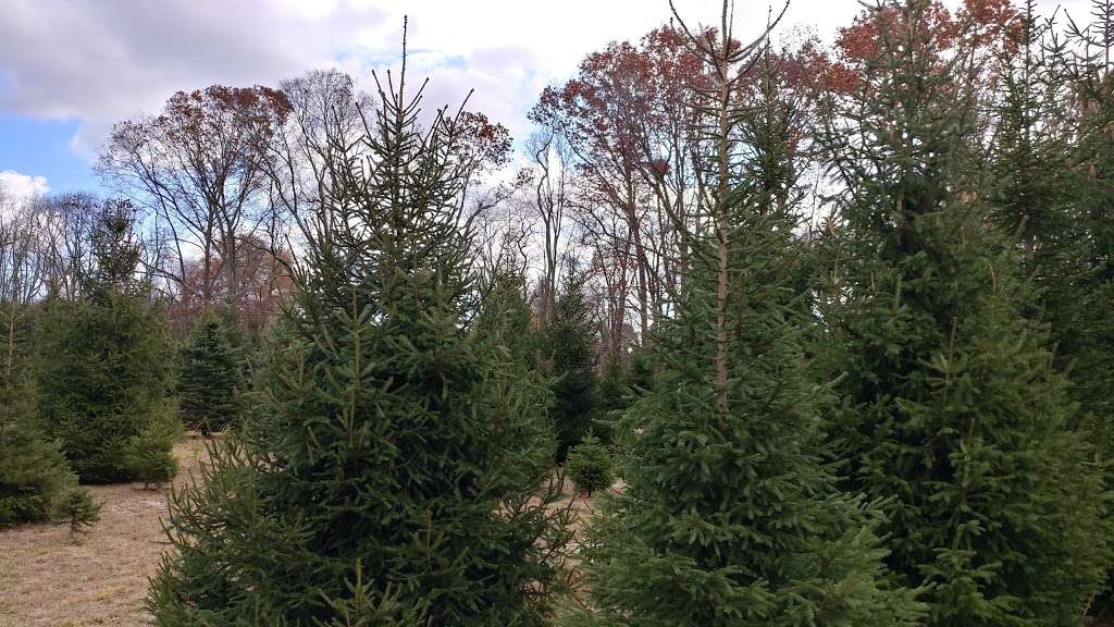 Kavett Tree Farm | 471 Casino Dr, Farmingdale, NJ 07727 | Phone: (732) 431-2152