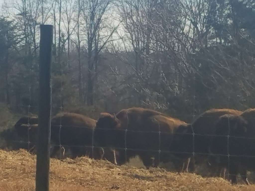 Virginia Bison Company at Cibola Farms | 10075 Stone Bridge Rd, Culpeper, VA 22701 | Phone: (540) 212-9455