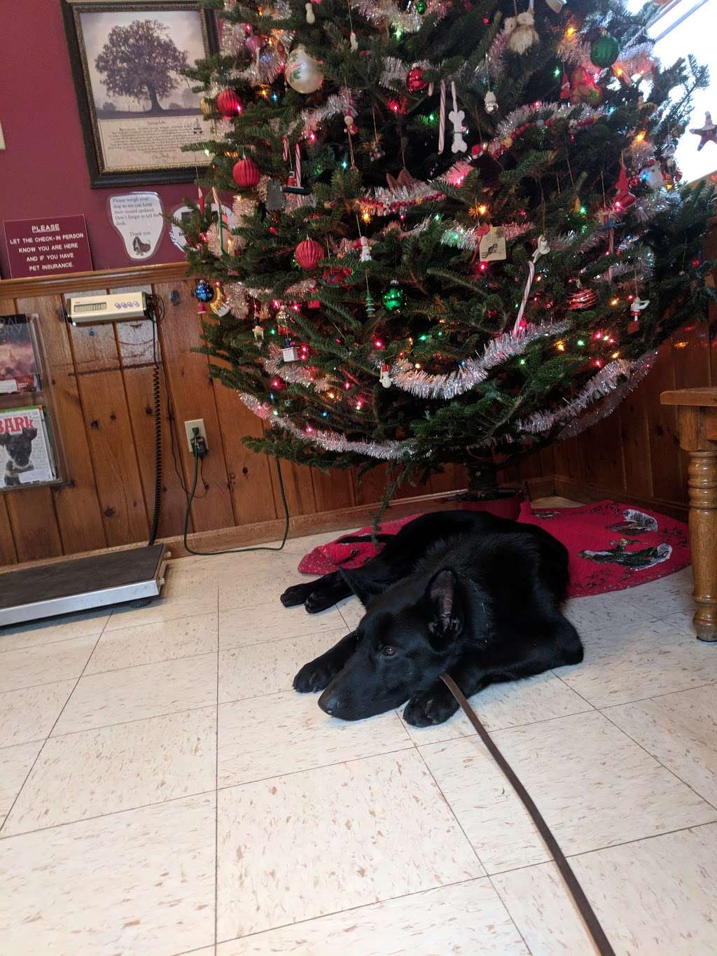 Framingham Animal Hospital Inc | 1415 Edgell Rd, Framingham, MA 01701, USA | Phone: (508) 877-0900