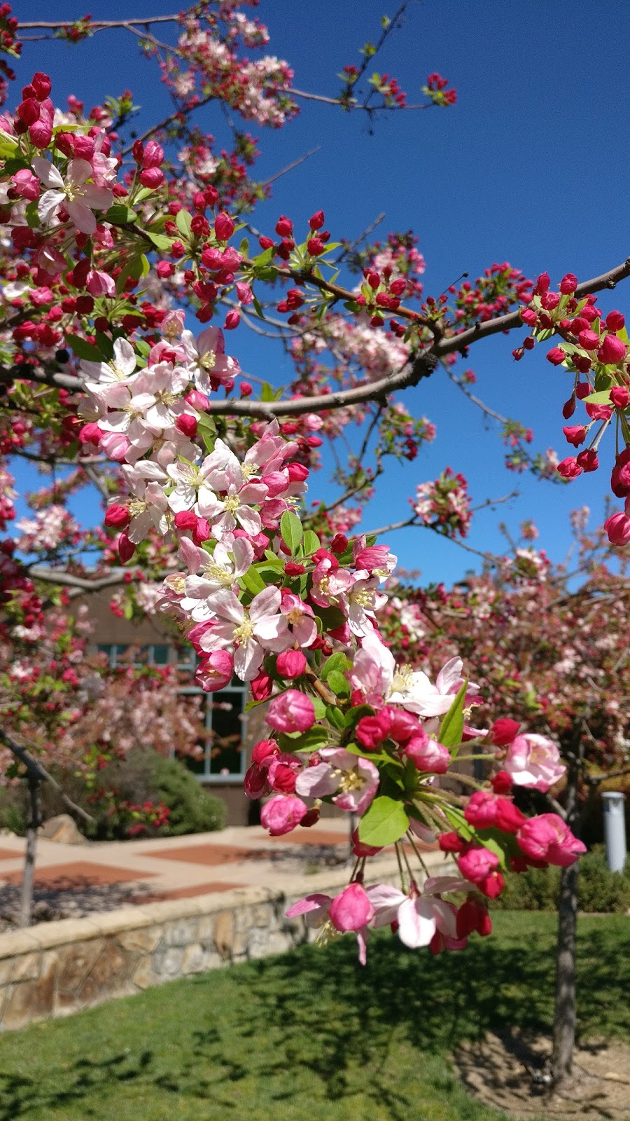 Saratoga Library | 13650 Saratoga Ave, Saratoga, CA 95070, USA | Phone: (408) 867-6126