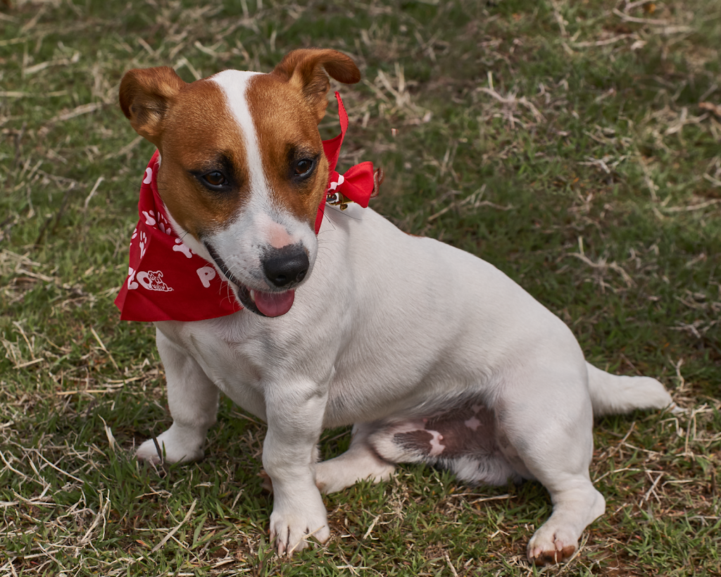 Foshay Photographers | 2324 W Memphis Pl, Broken Arrow, OK 74012, USA | Phone: (918) 384-9422